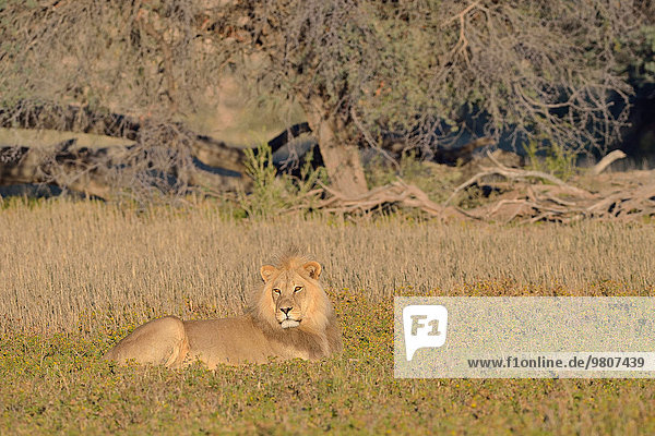 Lion (Panthera leo) male lying in the grass morning light Kgalagadi Transfrontier Park Northern Cape South Africa Africa