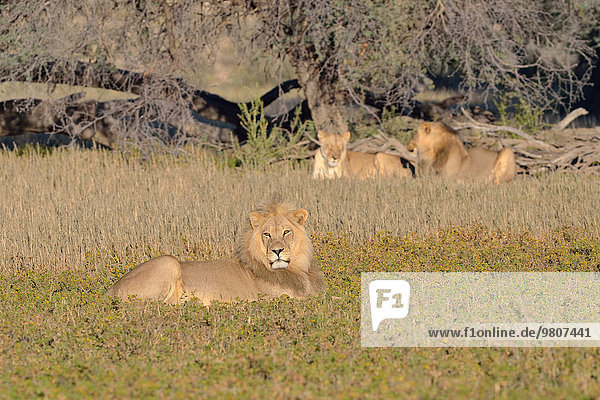 Lion (Panthera leo) male lying in the grass with a couple of lions behind morning light Kgalagadi Transfrontier Park Northern Cape South Africa Africa