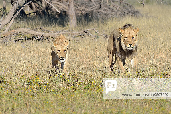 Lions (Panthera leo) couple male and female walking in the grass Kgalagadi Transfrontier Park Northern Cape South Africa Africa