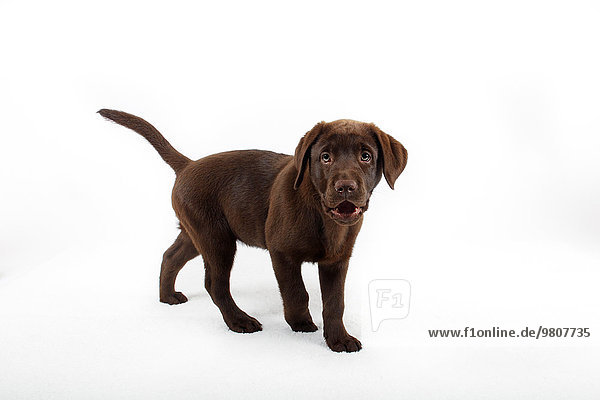 Junger brauner Labrador Retriever Rüde  Welpe  Hundewelpe (Canis lupus familiaris)  zwölf Wochen alt