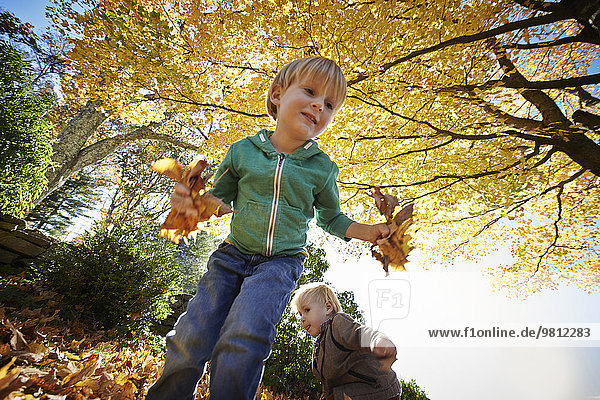 Two boys playing in forest  gathering leaves