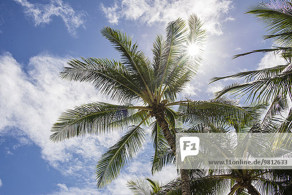 Palmen im Sonnenlicht,  Honolulu,  Hawaii,  USA
