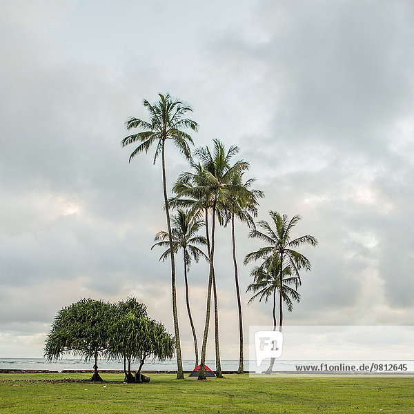 Blick auf Zelt und Palmen an der Küste  Kaaawa  Oahu  Hawaii  USA
