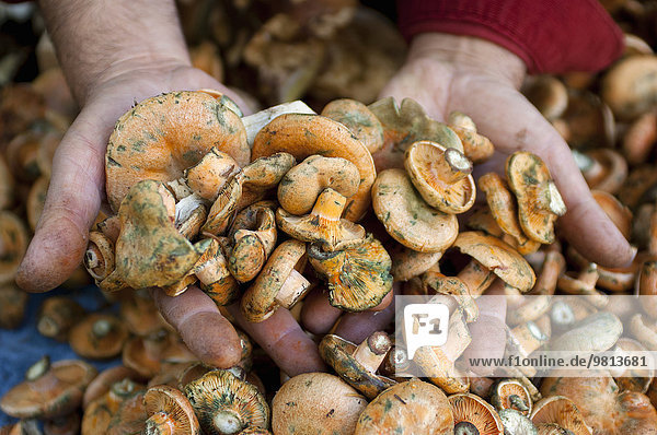 Womans hands holding fresh wild mushrooms on market stall  Provence  France