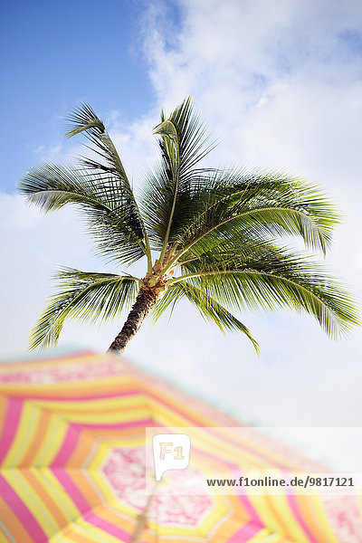 USA  Hawaii  Maui  Kaanapali  Palme und Sonnenschirm im Kahekili Beach Park