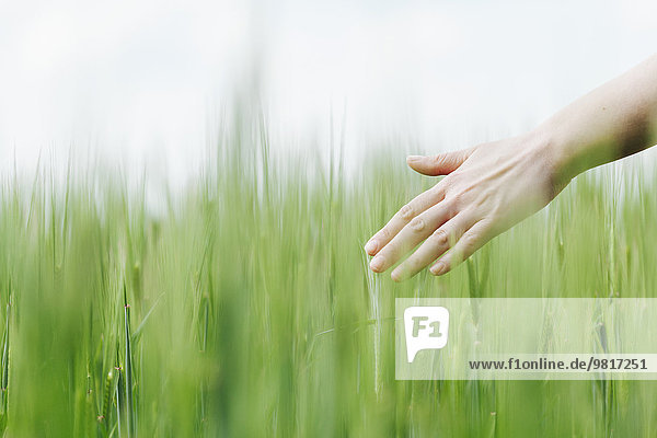 Frauenhand berührt grüne Weizenähren
