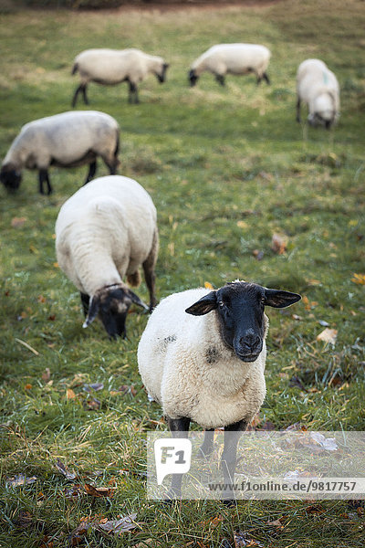 Deutschland  grasende Schafe