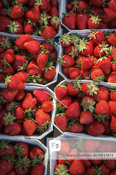 Germany  Lower Saxony  Hildesheim  Strawberries in cardboard punnets at market
