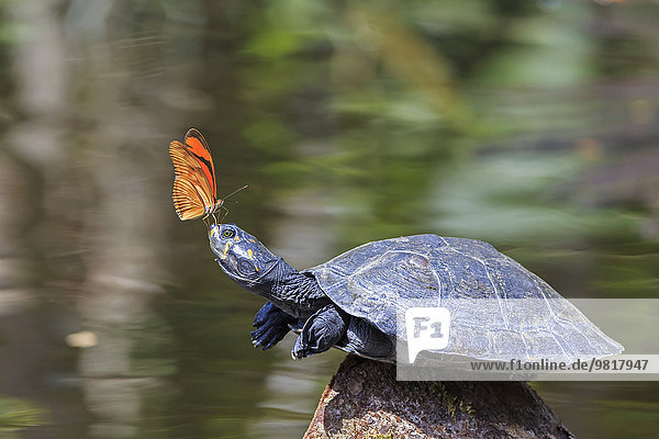 Ecuador  Amazonas Region  Julia Schmetterling auf der Nase der Gelbfleckigen Flussschildkröte