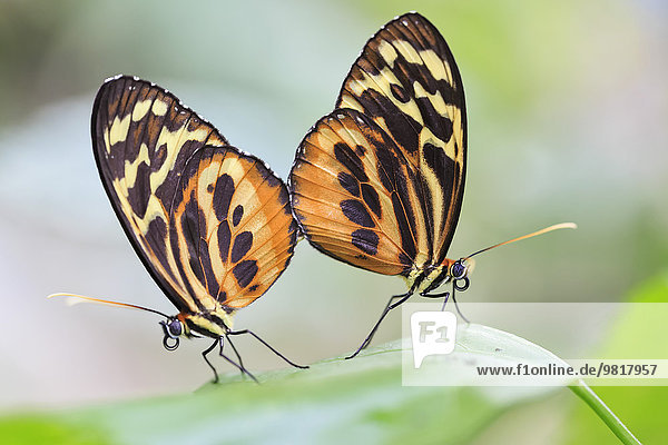Ecuador  Amazonas Flussgebiet  Lycorea Schmetterlinge Paarung