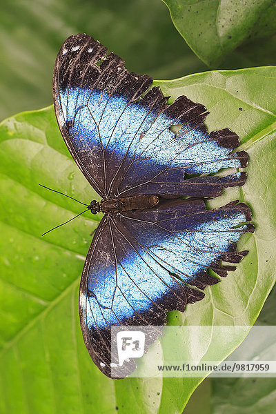 Ecuador  Amazonas-Region  blaue Morpho auf Blatt