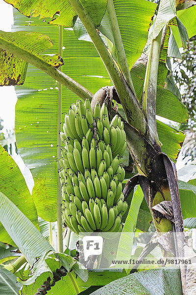 Ecuador  Amazonas River Region  banana plant