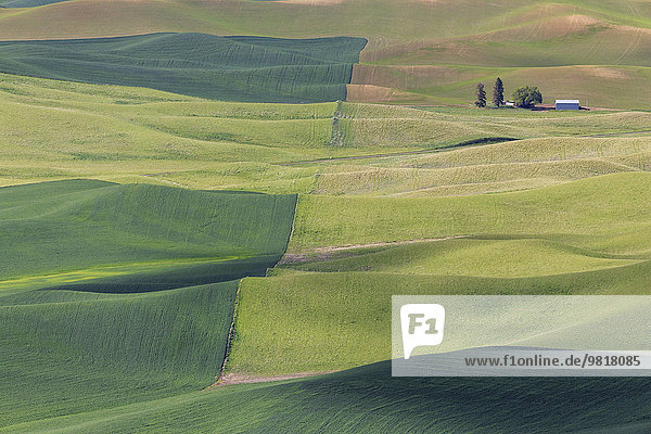 USA  Idaho  Palouse  Blick auf hügelige Landschaft mit Weizenfeldern von Steptoe Butte