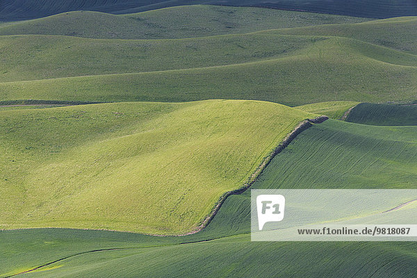 USA  Idaho  Palouse  Blick auf hügelige Landschaft mit Weizenfeldern von Steptoe Butte