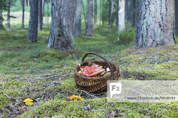 Estland  Weidenkorb mit Champignons auf moosbewachsenem Boden im Wald