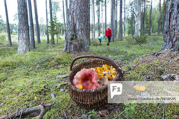 Estland  Weidenkorb mit Champignons auf moosbewachsenem Boden im Wald