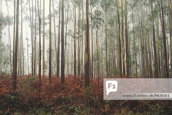 Spanien  Galizien  Coruna  Eukalyptuswald im Nebel