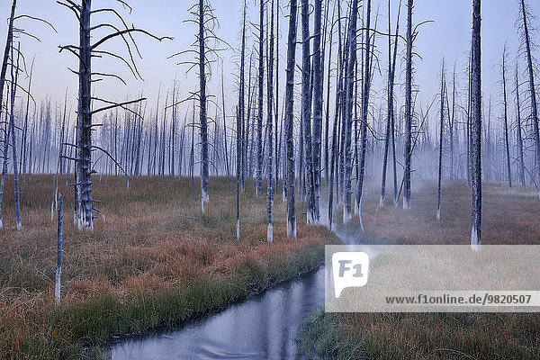 USA  Wyoming  Yellowstone National Park  Firehole Lake Drive  Morgennebel mit toten Bäumen im Wald