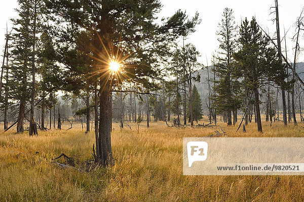 USA  Wyoming  Yellowstone Nationalpark  Sonne mit Sonnenstrahlen im Wald im Herbst
