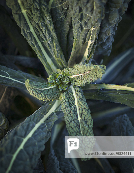 Grünkohl Brassica oleracea Close-up close-ups close up close ups