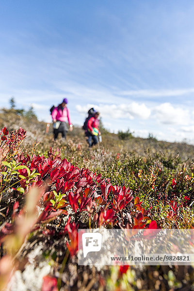 Close-up of plants  hikers on background