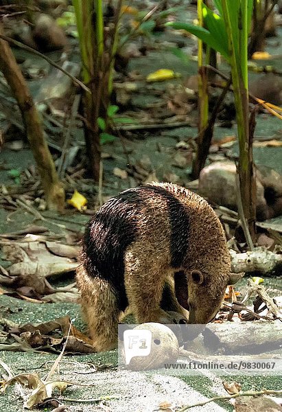 sehen Lebensmittel innerhalb Kokosnuss Ameisenbär Costa Rica