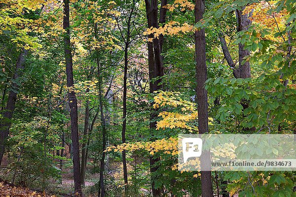 Vereinigte Staaten von Amerika USA Laubwald Herbst New Jersey