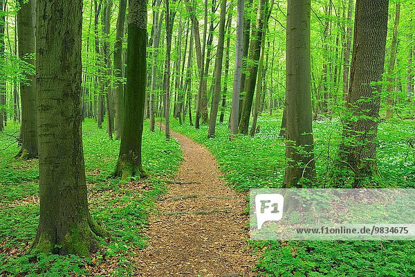 Europa europäisch Weg Wald Bärlauch Allium ursinum Buche Buchen Lauch Deutschland Thüringen