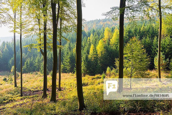 Europa Wald Herbst Buche Buchen Bayern Deutschland Naturpark