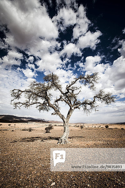 Einsamer Baum mit Wolkenstimmung in Steinwüste  westlicher Antiatlas in der Provinz Chtouka-Aït Baha  Region Souss-Massa-Draâ  Marokko  Afrika
