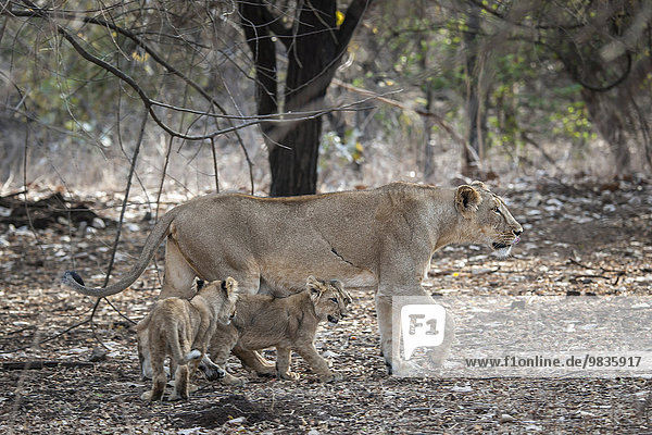 Asiatischer Löwe (Panthera leo persica)  Weibchen  Löwin mit Jungtieren  Gir Interpretation Zone oder Devalia Safari Park  Gir-Nationalpark  Gir-Schutzgebiet  Gujarat  Indien  Asien