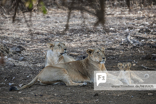 Asiatischer Löwe (Panthera leo persica)  Weibchen  Löwin mit Jungtier  Gir Interpretation Zone oder Devalia Safari Park oder Gir-Nationalpark  Gir-Schutzgebiet  Gujarat  Indien  Asien