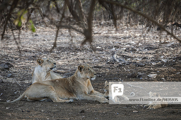 Asiatischer Löwe (Panthera leo persica)  Weibchen  Löwin mit Jungtieren  Gir Interpretation Zoneoder Devalia Safari Park   Gir-Nationalpark  Gir-Schutzgebiet  Gujarat  Indien  Asien