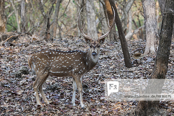 Axishirsch  Chital (Axis axis)  ausgewachsenes Männchen  Sasan Gir  Gir-Nationalpark  Gujarat  Indien  Asien