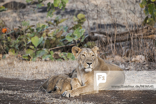 Asiatischer Löwe (Panthera leo persica)  Weibchen säugt Jungtiere  Gir Interpretation Zone oder Devalia Safari Park  Gir-Nationalpark  Gir-Schutzgebiet  Gujarat  Indien  Asien