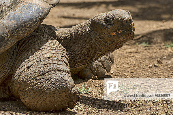 Aldabra-Riesenschildkröte (Aldabrachelys gigantea)  Mauritius  Afrika