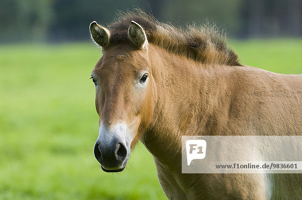 Przewalski-Pferd  Asiatisches Wildpferd (Equus ferus przewalskii)  captive  Hessen  Deutschland  Europa