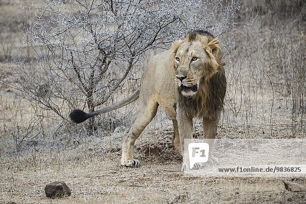 Asiatischer Löwe (Panthera leo persica)  Männchen markiert einen Strauch  Gir Interpretation Zone oder Devalia Safari Park  Gir-Nationalpark  Gir-Schutzgebiet  Gujarat  Indien  Asien