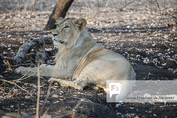 Asiatischer Löwe (Panthera leo persica)  junges Männchen  Gir Interpretation Zone oder Devalia Safari Park  Gir-Nationalpark  Gir-Schutzgebiet  Gujarat  Indien  Asien