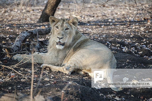 Asiatischer Löwe (Panthera leo persica)  junges Männchen  Gir Interpretation Zone oder Devalia Safari Park  Gir-Nationalpark  Gir-Schutzgebiet  Gujarat  Indien  Asien