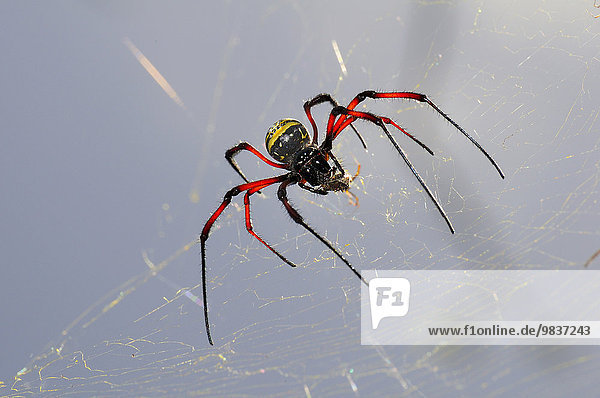 Spinnwebe Frankreich Netz rot Afrika Komoren Spinne