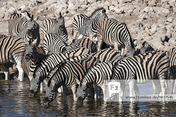 Herde Burchell-Zebras (Equus burchellii) trinken am Wasserloch Okaukuejo  Etosha Nationalpark  Namibia  Afrika