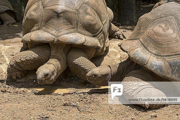 Zwei Aldabra-Riesenschildkröten (Aldabrachelys gigantea)  La Vanille Réserve Park  Mauritius  Afrika