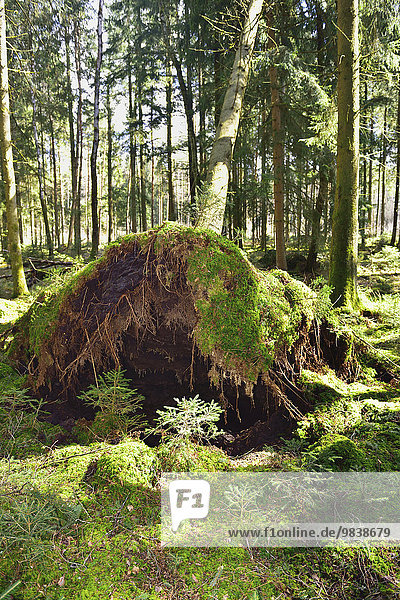 Von Sturm entwurzelte Fichte (Picea abies) mit aufgestellter Flachwurzel auf Moos bedecktem Moorboden  Hochmoor Nicklheim bei Raubling  Voralpenland  Bayern  Deutschland  Europa