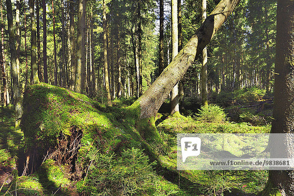 Von Sturm entwurzelte Fichte (Picea abies) mit aufgestellter Flachwurzel auf Moos bedecktem Moorboden  Hochmoor Nicklheim bei Raubling  Voralpenland  Bayern  Deutschland  Europa