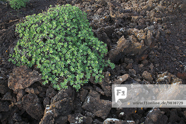 Balsam-Wolfsmilch (Euphorbia balsamifera) auf Lavagestein  Lanzarote  Kanarische Inseln  Kanaren  Spanien  Europa