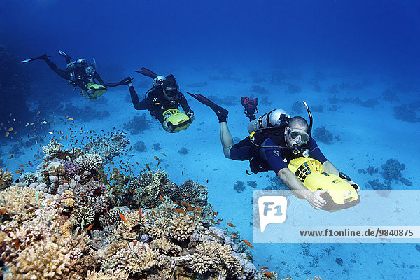 Divers with diver propulsion vehicles exploring a coral reef  Soma Bay  Hurghada  Egypt  Red Sea  Africa