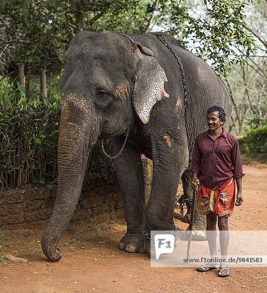 Asian Elephant (Elephas maximus)  working elephant with elephant guide or mahout  Peermade  Kerala  India  Asia