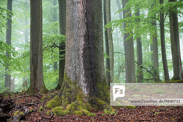 Wald Bayern Franken Deutschland