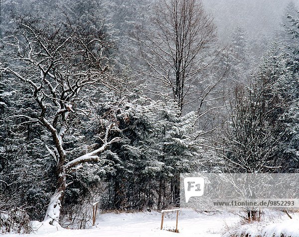 Winter Polen